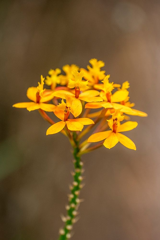 Fire-star Orchid